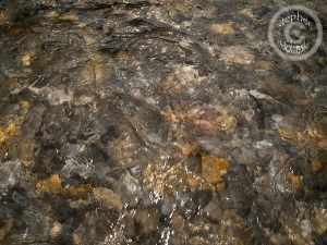 Camping, Fishing, and some photography.  Clear Mountain S... by Stephen Holinski 